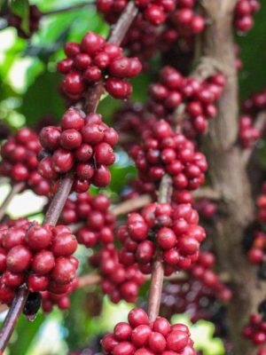 Na contramão das projeções sobre a produção de café no país para este ano (-4,4%), o cultivo em território amazonense deve avançar 50% e atingir a 2,2 mil toneladas, segundo o Instituto de Desenvolvimento Agropecuário e Florestal Sustentável do Estado do Amazonas (Idam). A estimativa é reflexo da atenção e serviços voltados à cultura na região Norte, em especial no Amazonas, onde o instituto atua, e valorização do grão no mercado internacional.