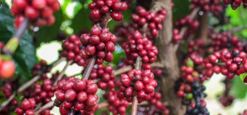 Na contramão das projeções sobre a produção de café no país para este ano (-4,4%), o cultivo em território amazonense deve avançar 50% e atingir a 2,2 mil toneladas, segundo o Instituto de Desenvolvimento Agropecuário e Florestal Sustentável do Estado do Amazonas (Idam). A estimativa é reflexo da atenção e serviços voltados à cultura na região Norte, em especial no Amazonas, onde o instituto atua, e valorização do grão no mercado internacional.