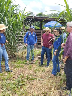 Boas práticas voltadas à pecuária foram promovidas pelo Instituto de Desenvolvimento Agropecuário e Florestal Sustentável do Estado do Amazonas (Idam) a pecuaristas e estudantes, de Silves (a 204 quilômetros de Manaus). As atividades incluíram uma visita técnica à Unidade Demonstrativa (UD) de Pastejo Rotacionado do órgão e a palestra “Pastejo Rotacionado como Alternativa para uma Pecuária Sustentável”.