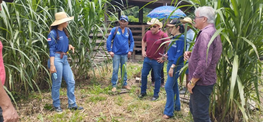 Boas práticas voltadas à pecuária foram promovidas pelo Instituto de Desenvolvimento Agropecuário e Florestal Sustentável do Estado do Amazonas (Idam) a pecuaristas e estudantes, de Silves (a 204 quilômetros de Manaus). As atividades incluíram uma visita técnica à Unidade Demonstrativa (UD) de Pastejo Rotacionado do órgão e a palestra “Pastejo Rotacionado como Alternativa para uma Pecuária Sustentável”.