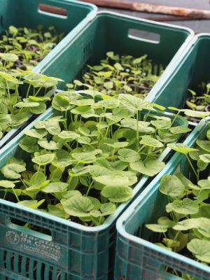 O Governo do Amazonas, por meio da Secretaria de Estado de Produção Rural (Sepror), publicou, nesta sexta-feira (23), o Plano Estadual de Agroecologia e Produção Orgânica do Amazonas – PLEAPO/AM 2025/2028 – Planejamento Estratégico em versão para consulta pública. O documento permanecerá no Site da Sepror durante o prazo legal de 30 dias.