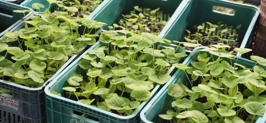 O Governo do Amazonas, por meio da Secretaria de Estado de Produção Rural (Sepror), publicou, nesta sexta-feira (23), o Plano Estadual de Agroecologia e Produção Orgânica do Amazonas – PLEAPO/AM 2025/2028 – Planejamento Estratégico em versão para consulta pública. O documento permanecerá no Site da Sepror durante o prazo legal de 30 dias.